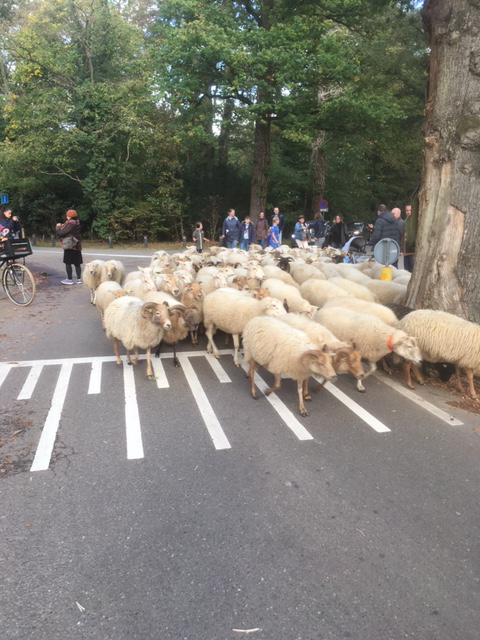 Foto 1 wandeling met herders