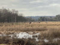 Leersumse Veld